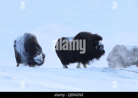 Ox de Musk sauvage dans les montagnes d'hiver en Norvège, parc national de Dovrefjell Banque D'Images