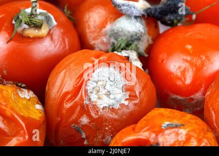 Tomates pourries gâchées, pourriture moule sur les légumes, pile de déchets bio organiques. Perte de nourriture et déchets alimentaires. Gros plan. Banque D'Images