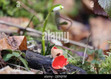 Coupe d'orf de scarlet, cosccypha coccinea, ( Peziza coccinea ) croissant abondamment dans des bois mossy en hiver, Alb de Swabian, Bade-Wurtemberg, Allemagne, UE Banque D'Images