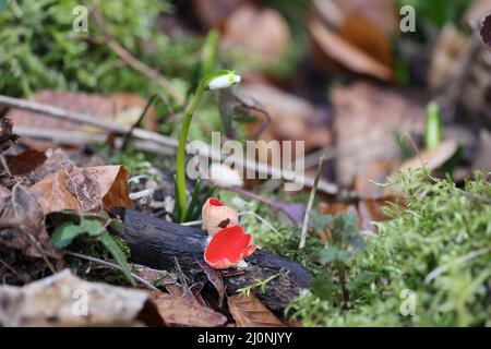 Coupe d'orf de scarlet, cosccypha coccinea, ( Peziza coccinea ) croissant abondamment dans des bois mossy en hiver, Alb de Swabian, Bade-Wurtemberg, Allemagne, UE Banque D'Images