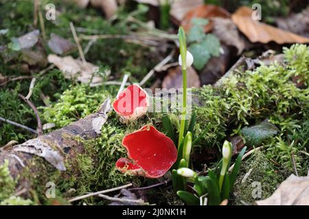 Coupe d'orf de scarlet, cosccypha coccinea, ( Peziza coccinea ) croissant abondamment dans des bois mossy en hiver, Alb de Swabian, Bade-Wurtemberg, Allemagne, UE Banque D'Images