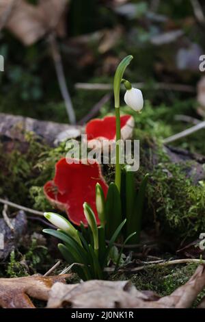 Coupe d'orf de scarlet, cosccypha coccinea, ( Peziza coccinea ) croissant abondamment dans des bois mossy en hiver, Alb de Swabian, Bade-Wurtemberg, Allemagne, UE Banque D'Images