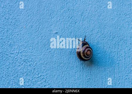 Escargot dans la mer sur le mur bleu Banque D'Images