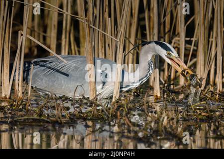 Barn Hill, Wembley Park, Royaume-Uni. 20th mars 2022.Une paire de grenouilles brunes européennes communes (Rana temporaria) a ressenti le mouvement de la terre ce matin alors qu'elles ont été capturées par un héron gris affamé (Ardea cinerea) dans l'étang de Barn Hill, parc Wembley. Amanda Rose/Alamy Live News Banque D'Images