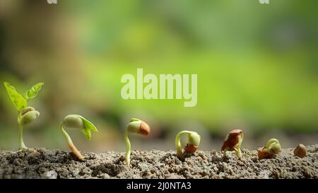 Gros PLAN des pousses de pois germant dans le sol. Séquences de graines germées et croissance de la plante de pois. Germinage des semences. Concept de la Journée de l'environnement. Pois . Banque D'Images