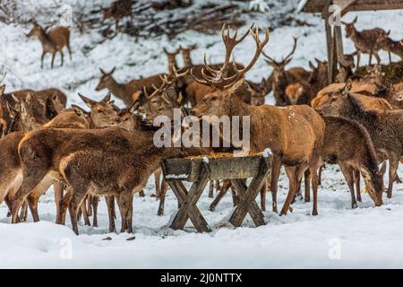 Cerf à la station d'alimentation Banque D'Images