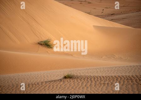 Immenses dunes de sable jaunâtre/orange sur la piste de Chinguetti, Mauritanie Banque D'Images