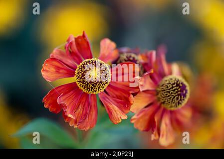 Les belles fleurs d'un jardin zinnia, Zinnia elegans. Banque D'Images