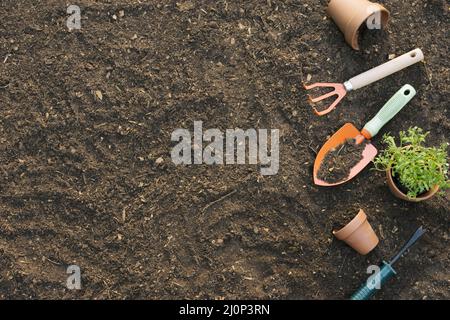 Pots d'outils avec les plantes sol. Haute qualité et résolution magnifique concept de photo Banque D'Images