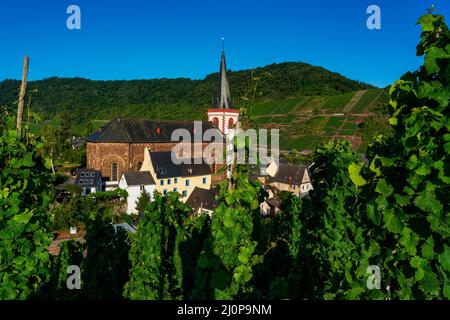 Vignobles sur la Moselle, vignobles sur la Moselle, commune de Bruttig-Fankel, Allemagne. Banque D'Images