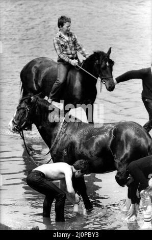 Une dernière minute pour aller chercher les chevaux dans la rivière Eden avant de se présenter à la foire Appleby Horse Fair à Westmorland, Cumbria, le 10th juin 1983 Banque D'Images