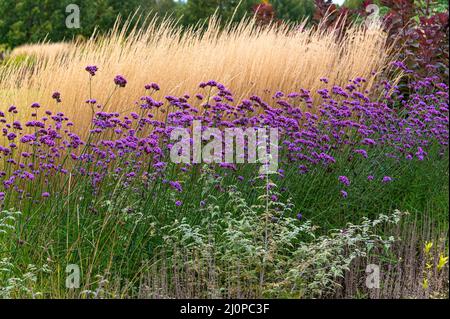 Calamagrostis acutiflora karl foerster, Verbena bonariensis,f eather roseau herbe Karl Foerster, Poaceae, Verbenaceae.couleur et texture automnales. Banque D'Images