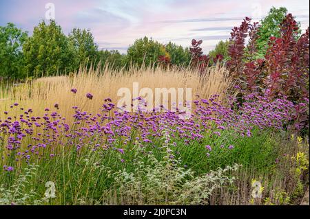 Calamagrostis acutiflora karl foerster, Verbena bonariensis,f eather roseau herbe Karl Foerster, Poaceae, Verbenaceae.couleur et texture automnales. Banque D'Images