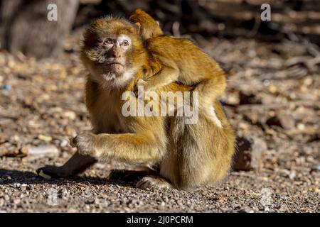 Macaque Apes vivant dans les Bois de cèdre près d'Azrou, Maroc, Afrique Banque D'Images