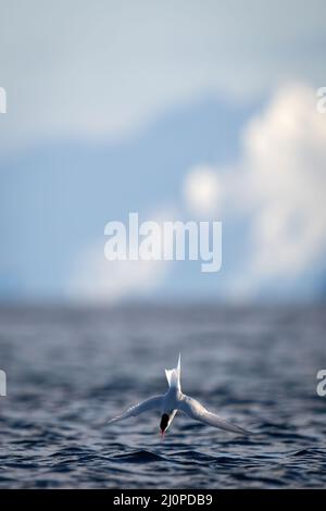 La sterne antarctique plonge dans l'océan pour pêcher Banque D'Images