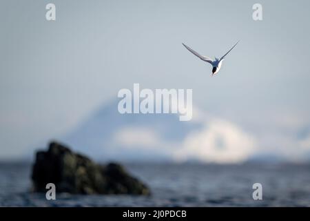 La sterne antarctique plonge vers la mer pour pêcher Banque D'Images