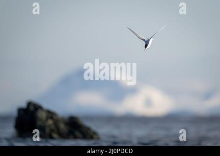 La sterne antarctique plonge vers l'océan pour pêcher Banque D'Images