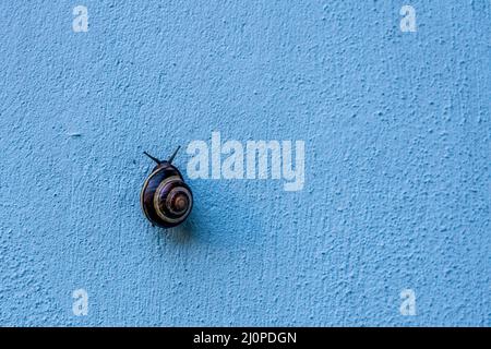 Escargot dans la mer sur le mur bleu Banque D'Images