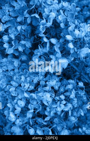Image bleue classique, ton sur ton. Moody Dark art floral photo avec de petites fleurs séchées d'hortensia sur fond brun foncé sec, Wint Banque D'Images