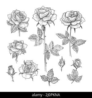 Graver des roses d'esquisse Illustration de Vecteur