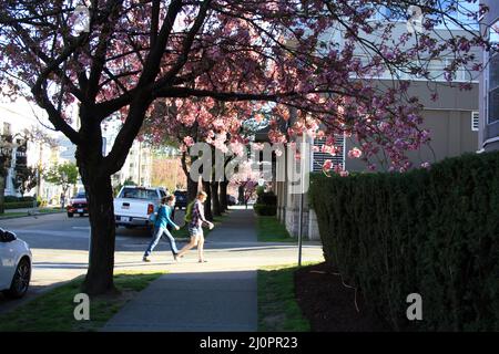 Scène printanière avec arbres en fleurs à Vancouver, Colombie-Britannique, Canada Banque D'Images