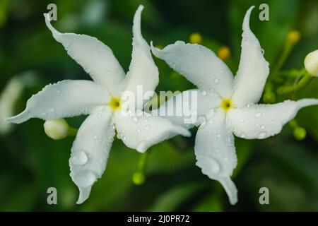 crêpe jasmin fleur avec goutte d'eau dans la journée ensoleillée avec fond vert Banque D'Images