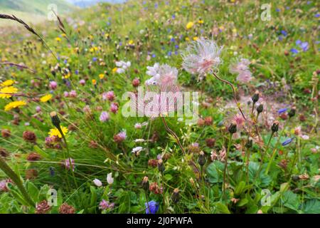 Prairie de fleurs de montagne Alpe di Siusi. ( Alm de Seiser ) Banque D'Images