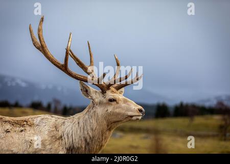 Cerf pris au Highland Wildlife Park à Kincraig, à Kingussie, en Écosse. Banque D'Images