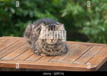 Chat de gingembre sur une table de jardin Banque D'Images