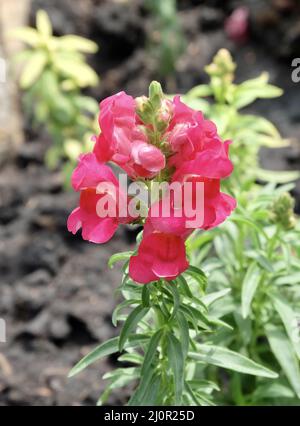 Belle fleur, rouge frais Antirrhinum, Snapdragon ou fleurs de dragon dans Un jardin. Banque D'Images