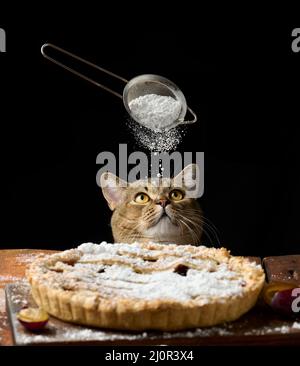 Adulte drôle chat peeking dehors de sous la table avec tarte cuite avec pruneaux, fond noir Banque D'Images