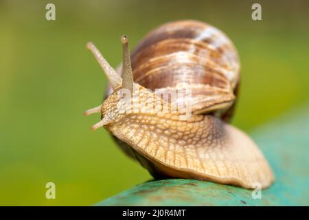 Escargot rampant sur le poteau métallique Banque D'Images