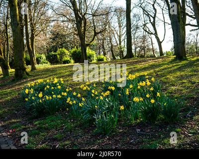 Les jonquilles et leurs fleurs en forme de trompette sont les hérauts de Springtime dans notre parc public local du Lancashire, en Angleterre Banque D'Images