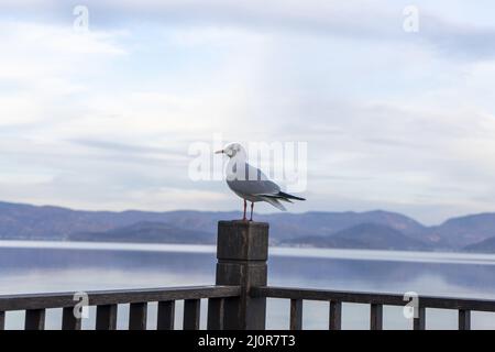 Vue d'un mouette debout sur une bûche en bois en arrière-plan du paysage marin. Banque D'Images