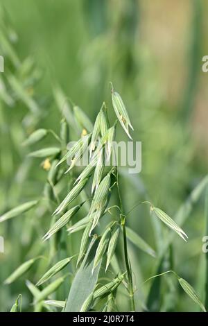 Gros plan d'un bouquet de plantes mûres d'orge en pot vert avec des gousses de grains. Banque D'Images