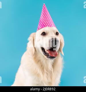 Portrait d'un chien en bonne santé mignon posé dans un chapeau de fête Banque D'Images