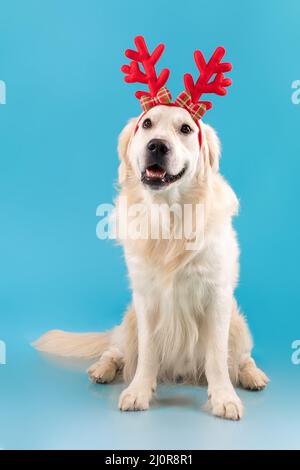 Portrait d'un joli chien en bonne santé posé dans un serre-tête Banque D'Images