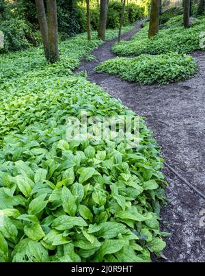 Common Comfrey Symphytum officinale vêtements le plancher boisé à Pensylvania Bois au-dessus de Church Ope Cove sur l'île de Portland Dorset Royaume-Uni Banque D'Images