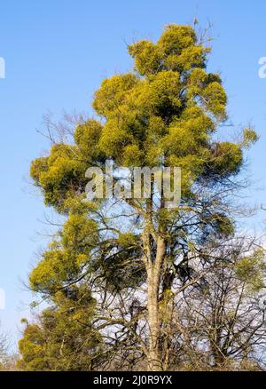 Infestation lourde de Mistletoe Viscum album sur les branches supérieures des arbres de hêtre dans Somerset Royaume-Uni donnant à l'arbre l'apparence d'être dans la feuille en hiver Banque D'Images