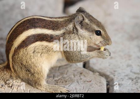 Gros plan d'un mignon Chipmunk sibérien (Eutamias sibiricus) rongeant une graine de maïs Banque D'Images