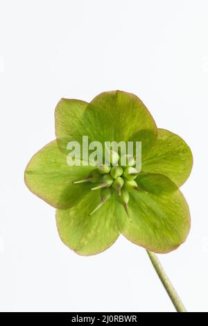 Gros plan d'une tête de fleur Diva Helleborus HGC avec des pétales qui sont devenus verts sur fond blanc, Angleterre, Royaume-Uni Banque D'Images