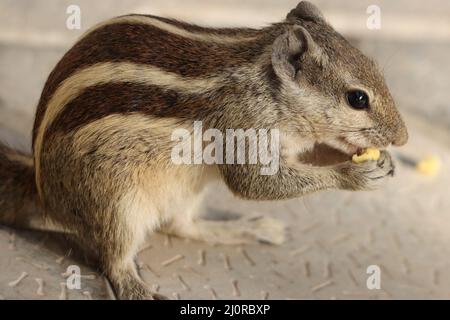 Gros plan d'un mignon Chipmunk sibérien (Eutamias sibiricus) rongeant une graine de maïs Banque D'Images