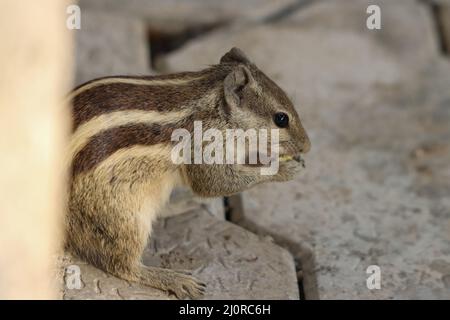 Gros plan d'un mignon Chipmunk sibérien (Eutamias sibiricus) rongeant une graine de maïs Banque D'Images