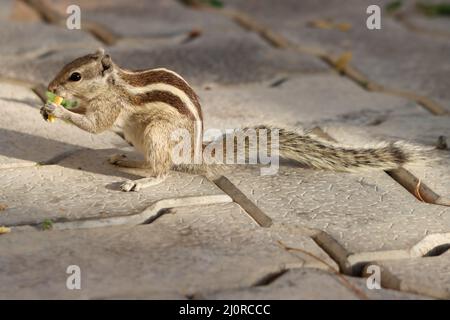 Gros plan d'un mignon Chipmunk sibérien (Eutamias sibiricus) rongeant une graine de maïs Banque D'Images