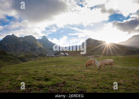 Une ferme au pied d'une montagne dans les Pyrénées françaises, avec un chemin menant à celle-ci, deux vaches paissant d'un côté et le coucher du soleil entre le mont Banque D'Images