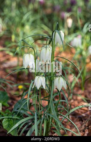 Gros plan de Fritilaria Meleagris Alba floraison dans un jardin de mars de printemps au Royaume-Uni Banque D'Images