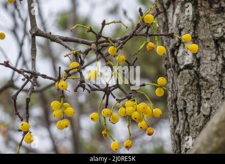 Baies de Loranthus jaune (Loranthus europaeus) dans la forêt en hiver. Banque D'Images