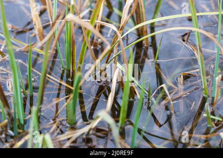 Une grenouille à la surface d'un étang dans son habitat naturel. Grenouille commune - Rana arvalis de couleur marron. Il y a des roseaux autour de la grenouille. L'image est réflec Banque D'Images