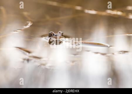 Gros plan de la tête d'une grenouille sur la surface. La tête se reflète dans l'eau. Photo-moi beau bokeh. La grenouille a de grands yeux renflés. Vue avant. Banque D'Images