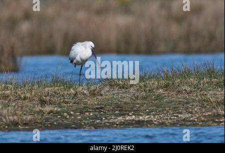 La cupule eurasienne (Platalea leucorodia) debout sur une jambe Banque D'Images